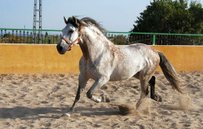 Andalusian Horse