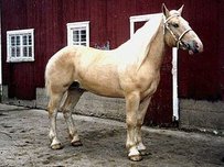 American Cream Draft Horse Horse