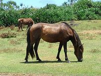 Yonaguni-Pony Pferd