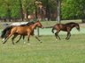 blutgeprägte Trakehnerstute