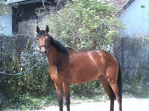 Horse Breed Württemberg