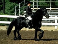 Friese NL Pferd