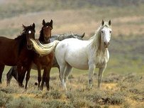 Mustang Pferd