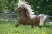 Classic Pony Pferd