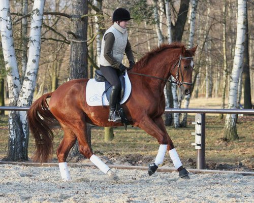 Florin im Beritt Dezember 2012