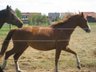 kleine aber sehr feine Trakehnerstute