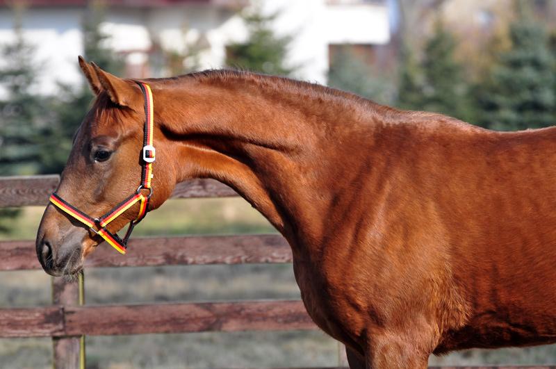German Sport Horse for Sale Stallion, Liver Chestnut, 1 years in Buk