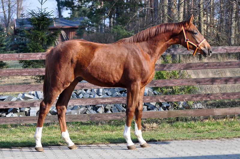 German Sport Horse for Sale Stallion, Liver Chestnut, 1 years in Buk
