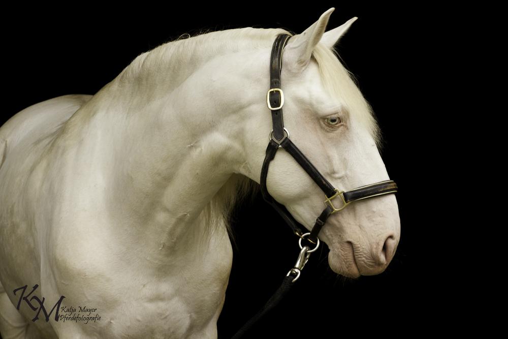 Lusitano zu verkaufen Hengst, Hellisabell (Perlino), 8 Jahre in