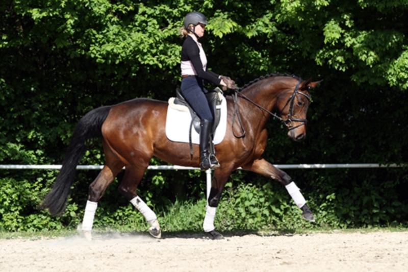 Hannoveraner zu verkaufen Stute, Brauner, 4 Jahre in Langenhahn